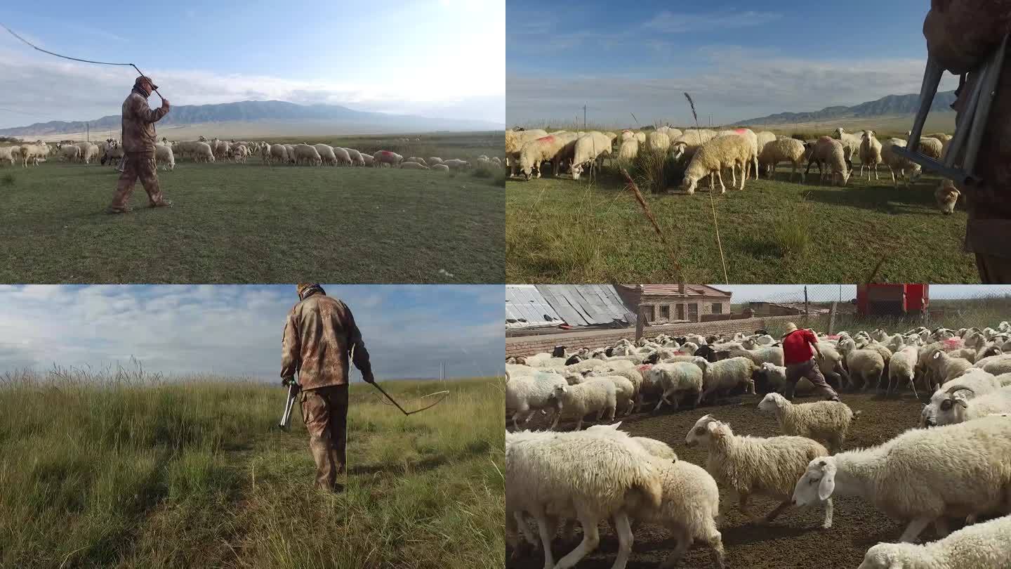 高原草地羊群