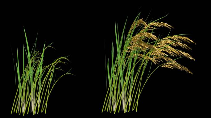 金色水稻生长动画-带透明通道