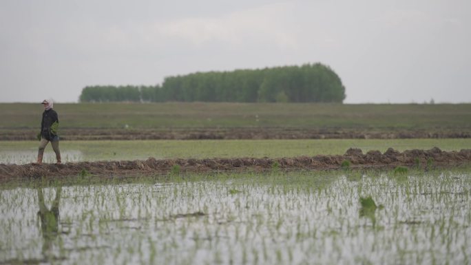 黑土地 播种 水稻 农民 插秧机