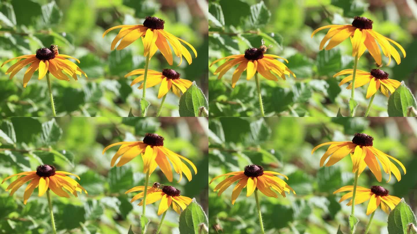 蜜蜂采蜜   蜜蜂在花丛中