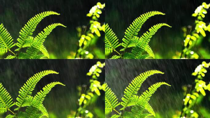 蕨类植物阳光雨丝