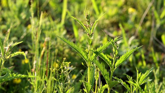 野生药用植物蜇麻子