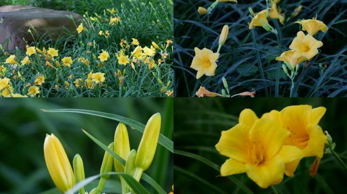 萱草 黄花菜 金针菜 川草花3