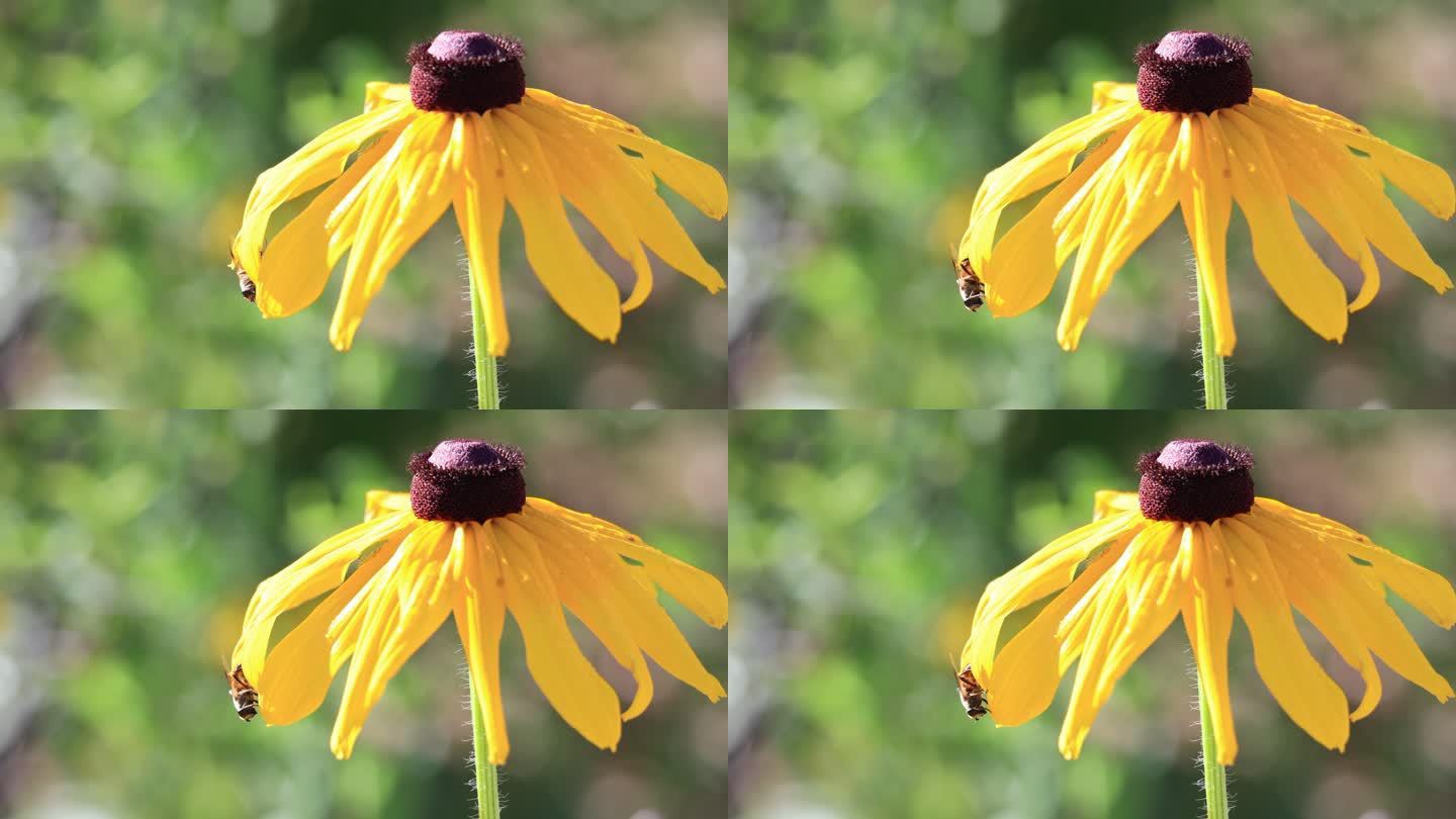 蜜蜂采蜜   蜜蜂在花丛中