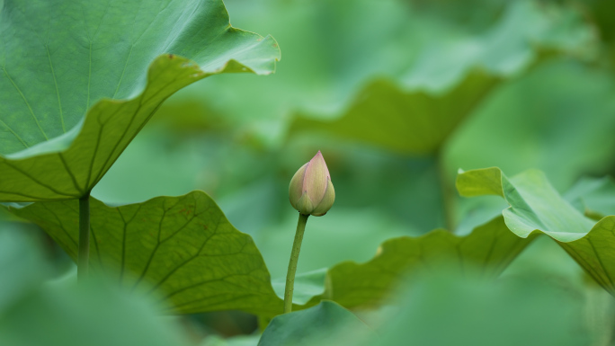 花苞