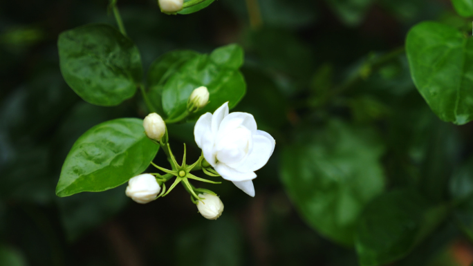 茉莉花工艺-摘花-收花-收购-烘干-杀青