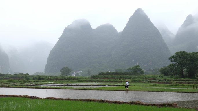 雨中农民走在田埂上