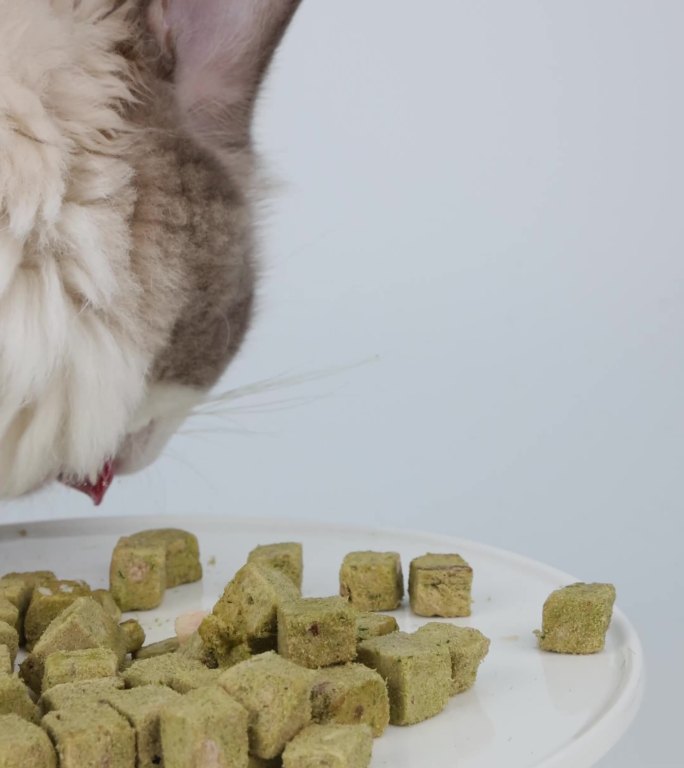 猫咪布偶猫宠物在桌上吃猫草冻干竖版4k