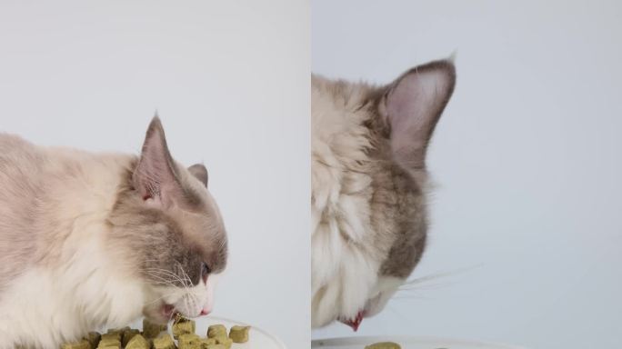 猫咪布偶猫宠物在桌上吃猫草冻干竖版4k