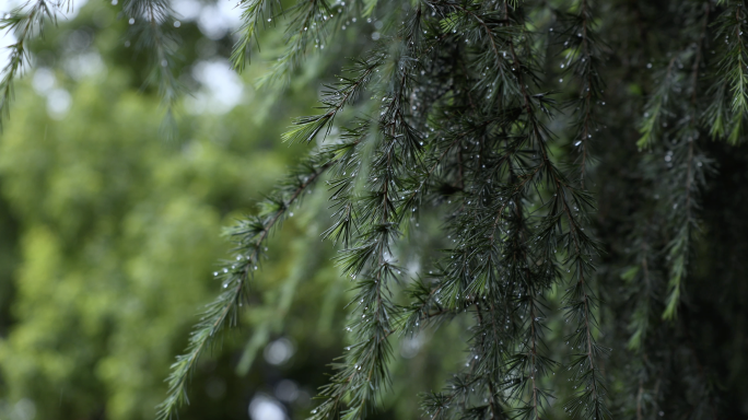 唯美清新雨天松枝叶