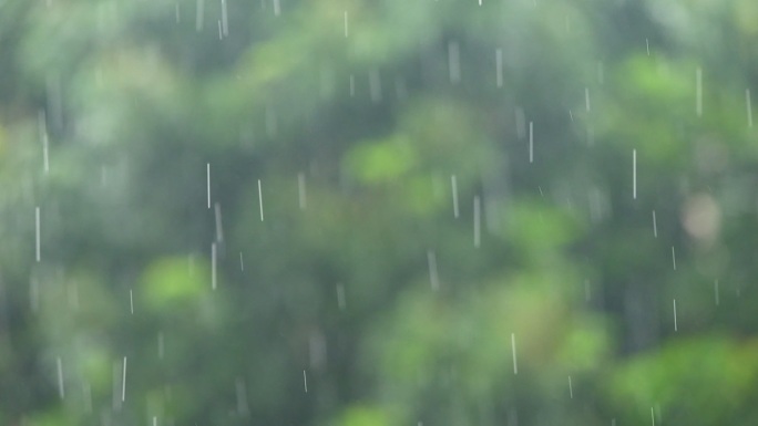 清明时节雨纷纷春天春雨谷雨小雨绿色大自然