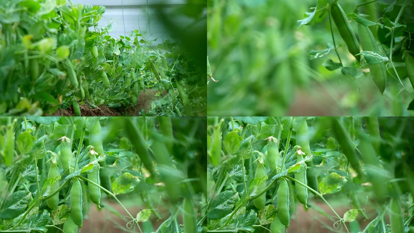 豌豆 豆子 豌豆角 豌豆荚002