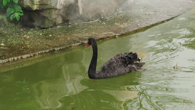 黑天鹅在湖面上滑行前进