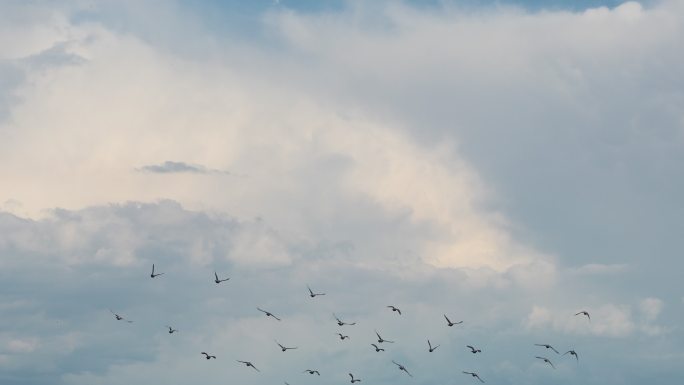鸽子在天空翱翔蓝天白云
