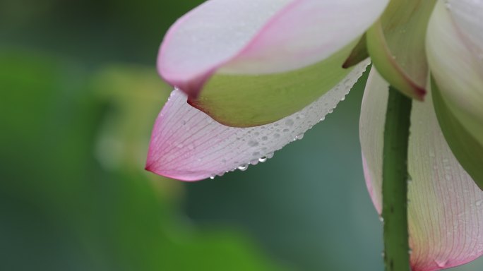 莲花花瓣沾满雨珠