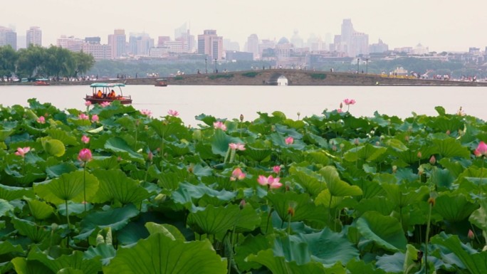 杭州西湖荷花