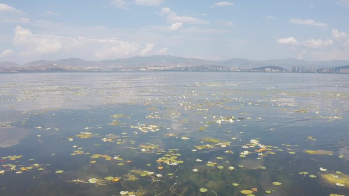 大理洱海海菜花航拍