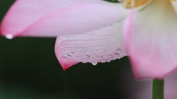 沾满雨珠的莲花花瓣特写镜头