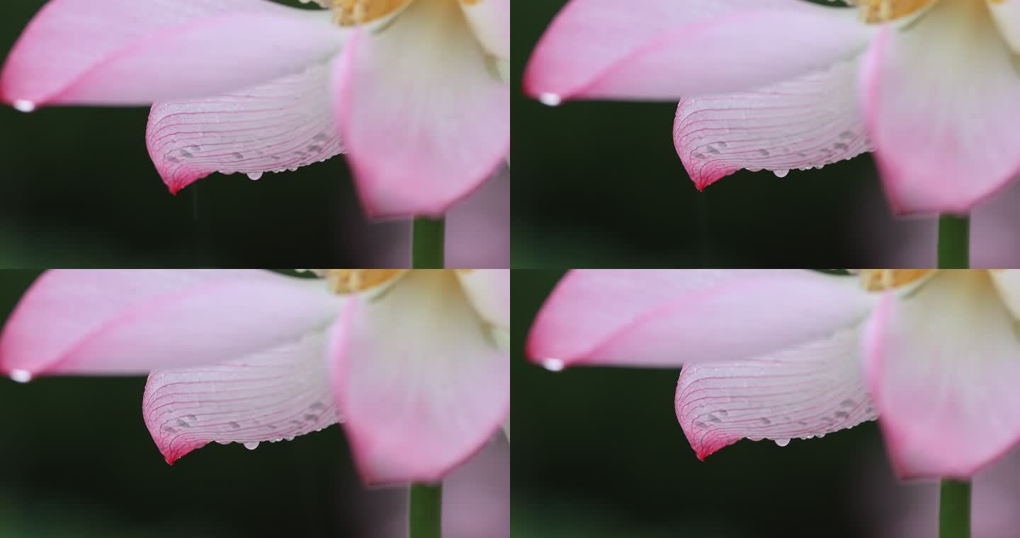 沾满雨珠的莲花花瓣特写镜头