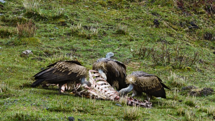 4K慢动作老鹰秃鹫在天空翱翔秃鹫地面觅食