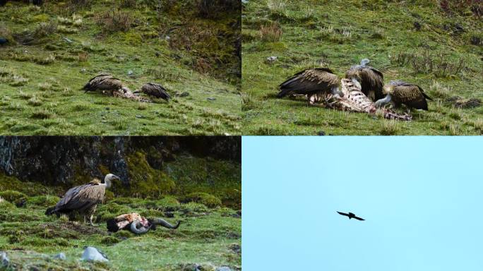 4K慢动作老鹰秃鹫在天空翱翔秃鹫地面觅食
