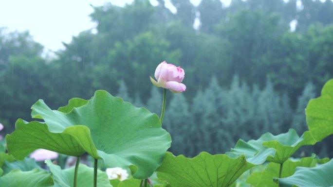 雨中荷塘