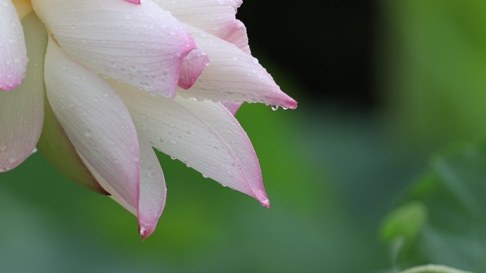 沾满雨珠的粉色莲花特写镜头