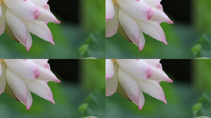 沾满雨珠的粉色莲花特写镜头