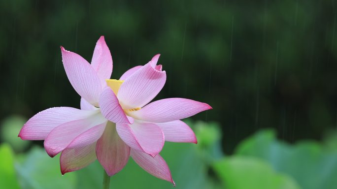 雨中的荷花娇艳欲滴