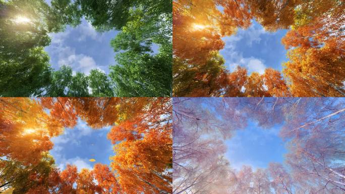 原创写实季节变换，时光流逝，动态树动态天