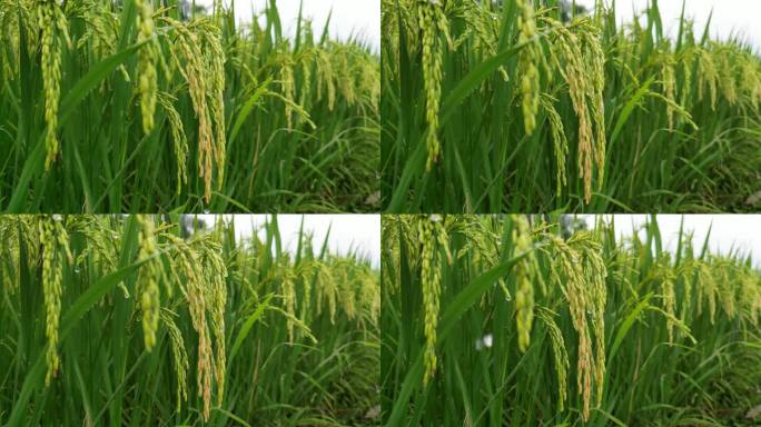 水稻  稻穗