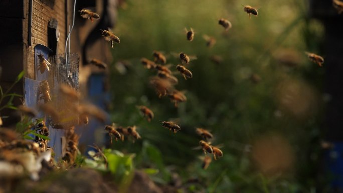 蜂群飞舞慢镜头