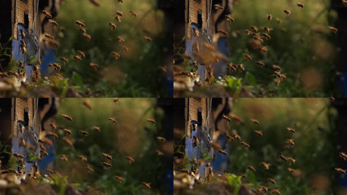 蜂群飞舞慢镜头