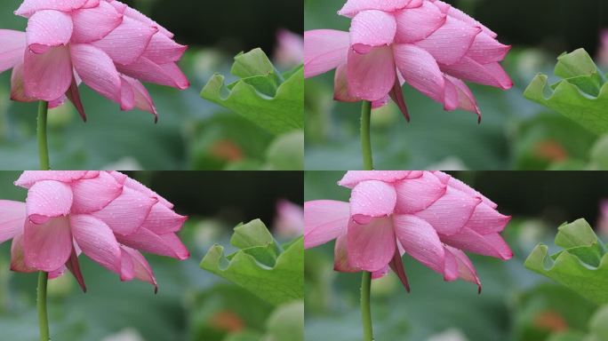 雨天的粉色莲花与碧绿荷叶