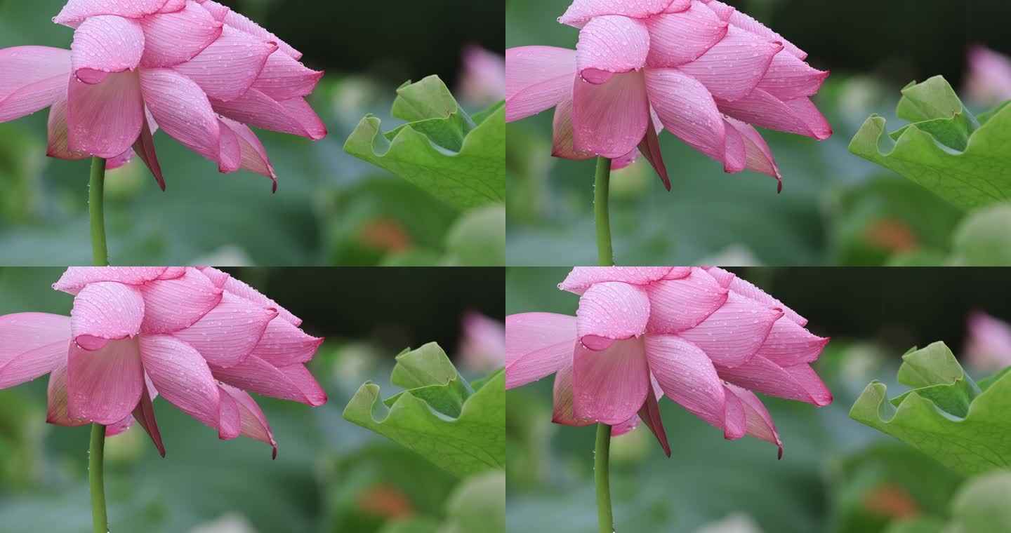 雨天的粉色莲花与碧绿荷叶