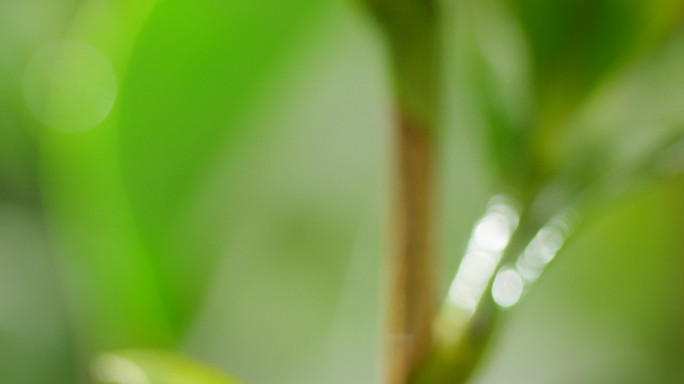 阳光下的茶树 茶叶 雨水