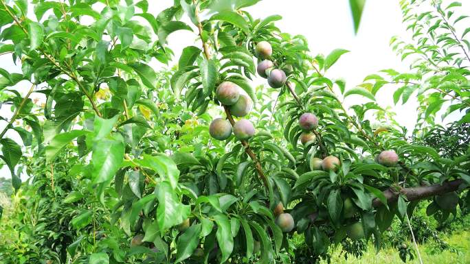 现摘五月脆 五月脆种植