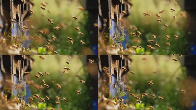 美丽夕阳下成群蜜蜂在蜂巢前飞舞慢镜头