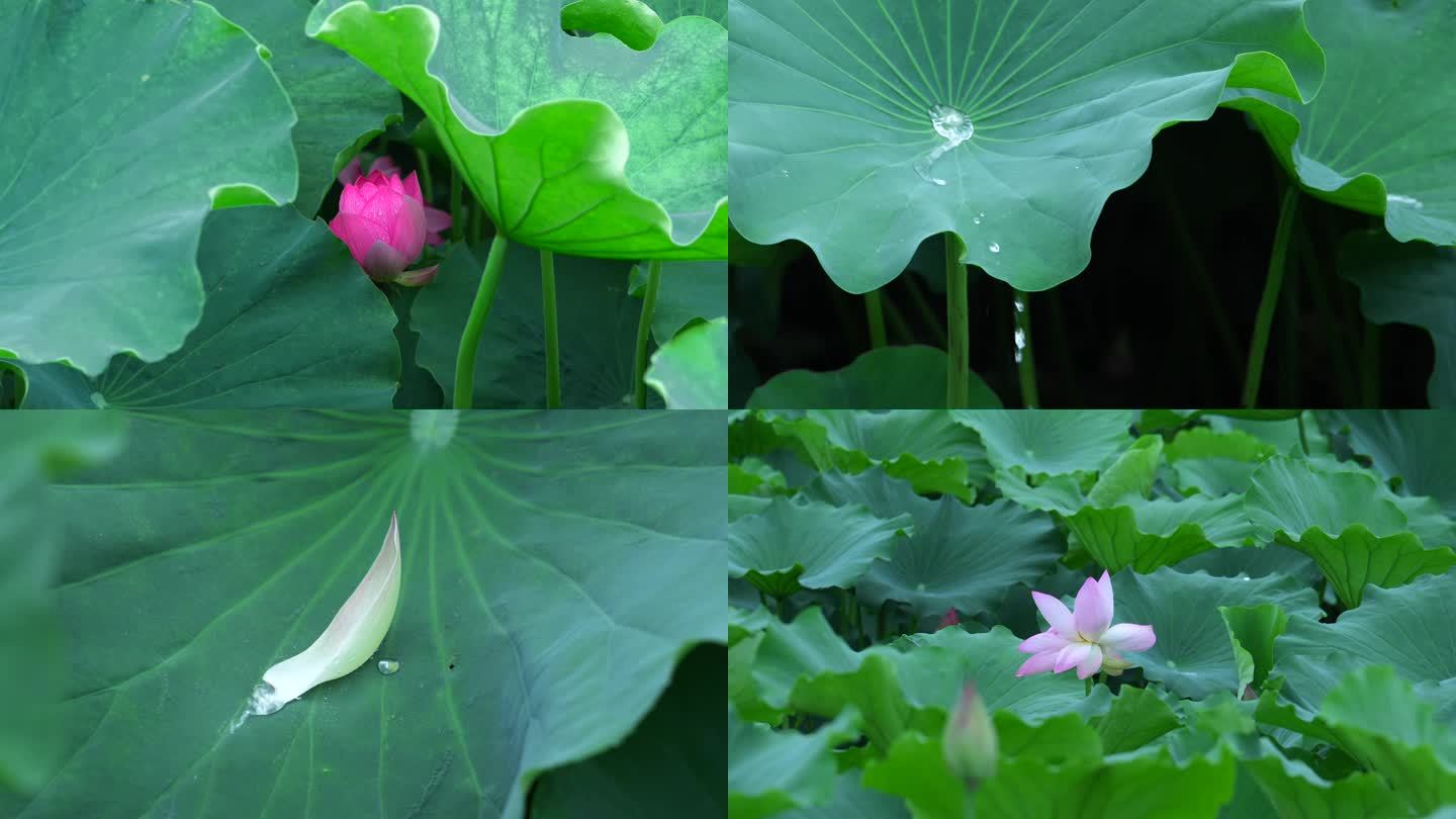 4k夏雨风荷