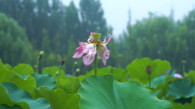 雨中荷塘花