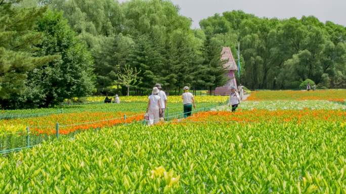 百合花公园花海游园拍照市民百姓