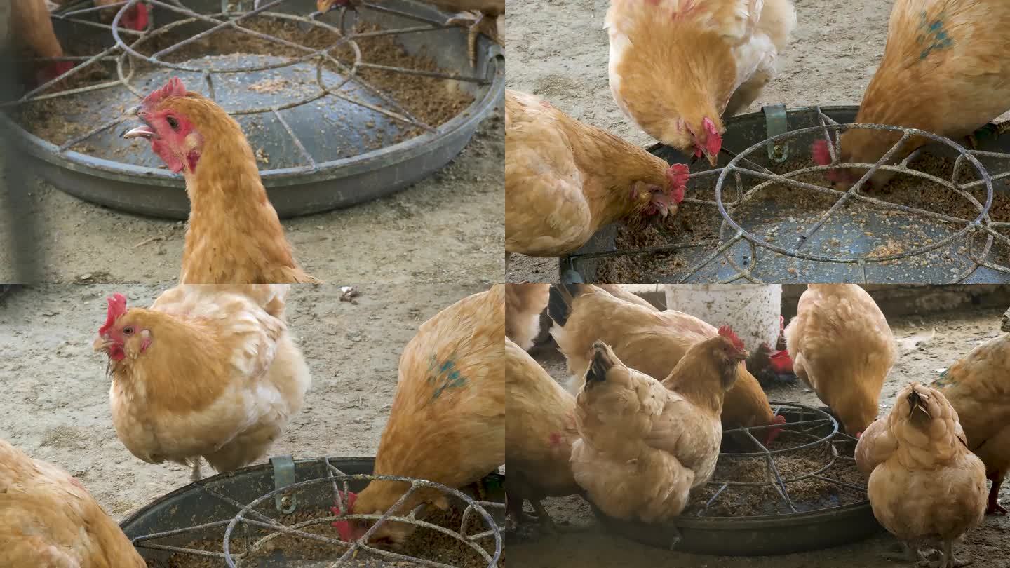 广东土鸡胡须鸡散养剦鸡胡须鸡农家鸡生态鸡