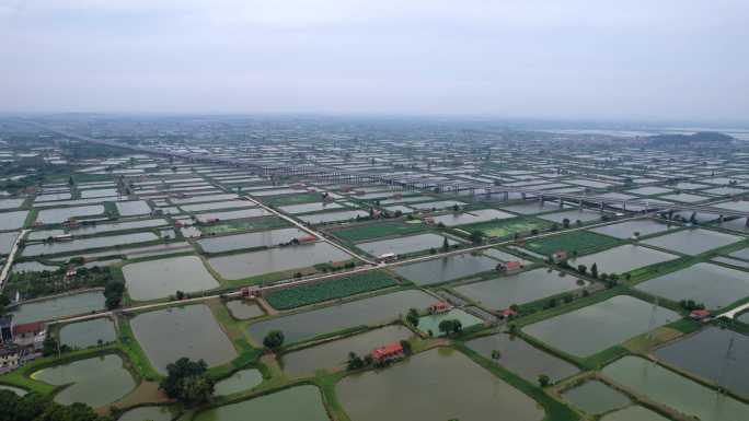 大面积连片水产养殖池塘基地