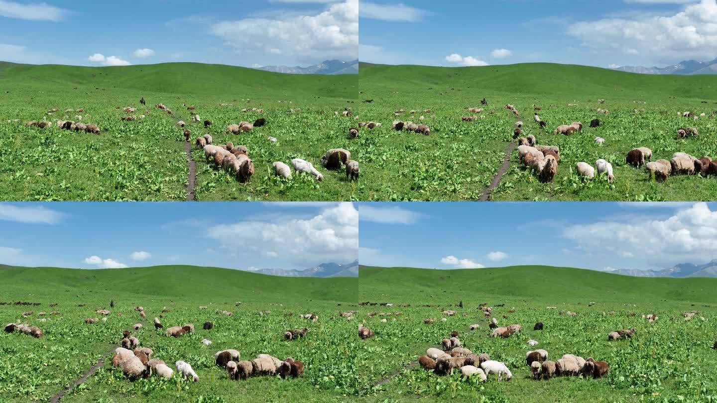 草原羊群蓝天白云航拍