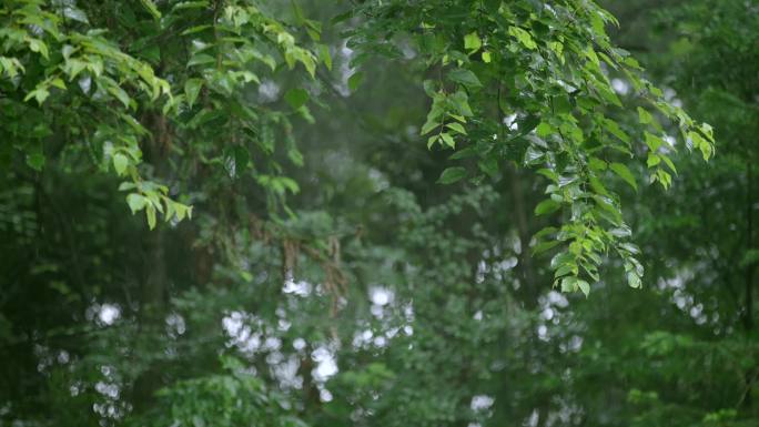 树林下雨、丛林下雨