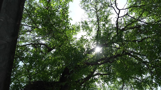 鲁迅北京故居四合院老虎尾巴，书房