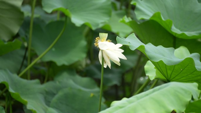 夏日里的荷花