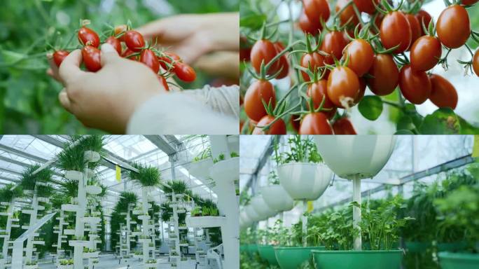 小西红柿    滴灌技术  无土栽培