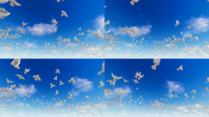 自由飞向蓝天白云的白鸽