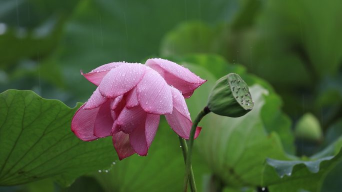 雨中的荷花与莲蓬